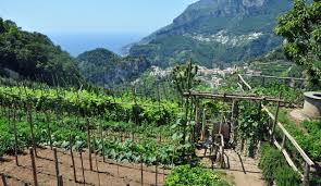 The extremities of Greco vineyards in Campania
