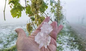 Hail at a critical time for berries in Chablis