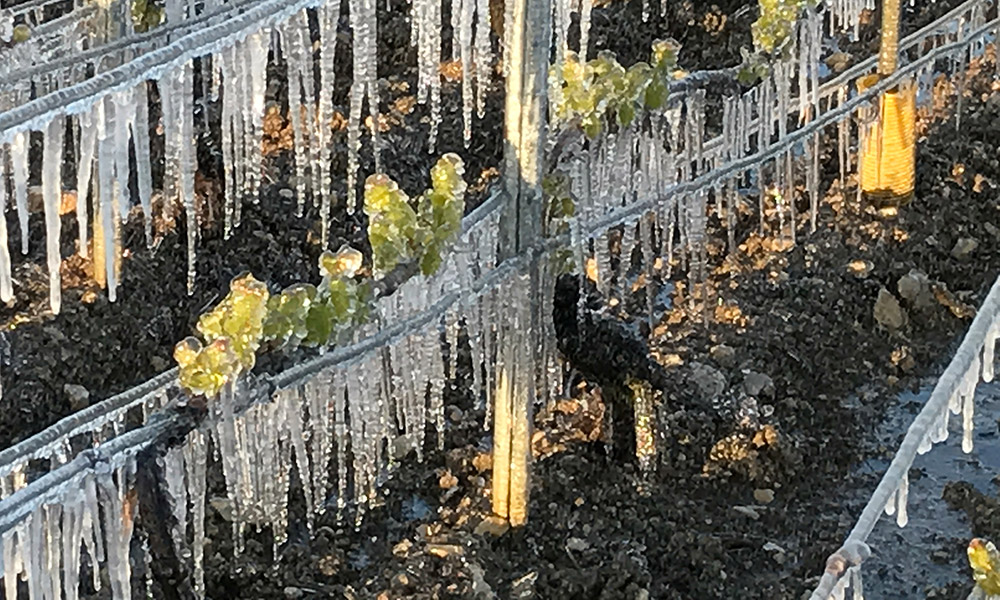 This image from Wine Spectator shows the devastating frosts